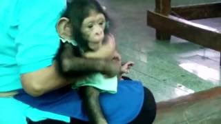 Cute of Small Baby Chimpanzee Samutprakarn Zoo [upl. by Vittorio]