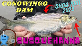 Conowingo Dam Shad Run SLAYFEST April 2023 [upl. by Deibel]