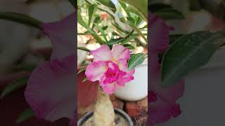 Adenium collection Akshar Plants amp Planters [upl. by Oninotna377]