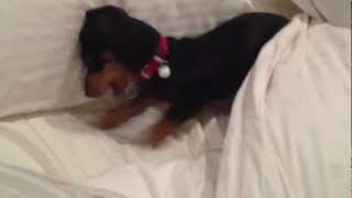 Mini Dachshund puppy Vs King Bed [upl. by Elsinore]