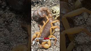 Deathstalker  the deadliest scorpion in the world 🦂 [upl. by Tut]