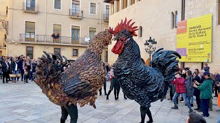 Gall TOMASOT i Gallina BALLARICA 25è aniversari Mostra Bestiari Festiu de Ploma 358a Fira del Gall [upl. by Llerraf820]