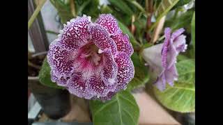 Gloxinia 2 June 2024 [upl. by Warga]