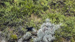 Osos de Anteojos en la Reserva Geobotánica Pululahua [upl. by Arabella]