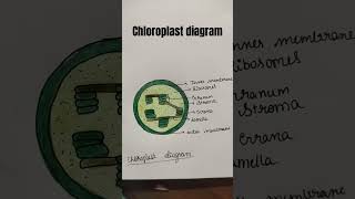 Chloroplast diagram class 9viralvideo science 😱👌 [upl. by Yr]