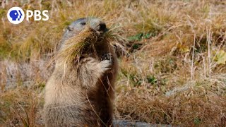 Secrets of Marmot Hibernation [upl. by Saideman]