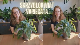 💎Skrzydłokwiat Diamond Variegata Przesadzam i gadam [upl. by Sternick]