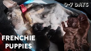 Newborn French Bulldog Puppies Birth to 1 Week Old  Survival Guide [upl. by Eziechiele]