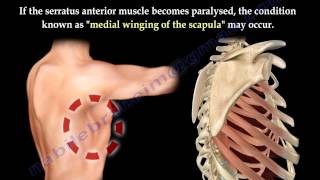 Serratus Anterior Muscle Anatomy winged scapula  Everything You Need To Know  Dr Nabil Ebraheim [upl. by Nosylla930]