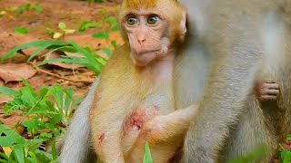 The Poorest Orphan Monkey Elpida Cant leave Good Brother Alberto for food [upl. by Ardyce]