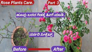 Nursery Secret to get more flowersRose plants Careಗುಲಾಬಿ ಗಿಡದ ದೊಡ್ಡ ರಹಸ್ಯSoil Mixture for Rose [upl. by Thadeus]