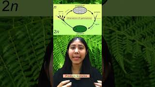 Alternation Of Generation In Plants  Definition Life Cycle amp Diagram  Biology Class11Adhyayanta [upl. by Siednarb157]