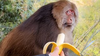 Monkey Ignores a Man Offering Banana  FUNNIEST Monkeys Video [upl. by Nylcsoj647]