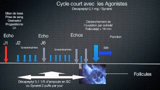 Principe de la stimulation ovarienne au cours de la FIV  Protocoles [upl. by Christmas]