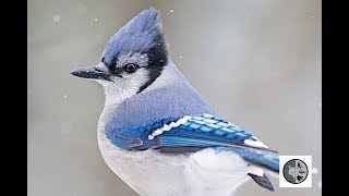 Cri du Geai bleuCall of the Blue Jay [upl. by Colburn31]