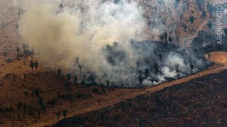 Regenwald 42 Millionen Hektar Urwaldfläche im Jahr 2020 zerstört [upl. by Ydnil]