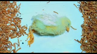 chick vs mealworms14000superworms eating live chick 4ktime lapse [upl. by Aznaed]