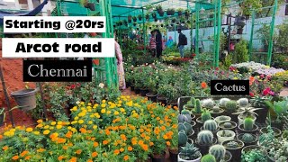 தமிழில் Nursery in Chennai  Cactus  Arcot road  Virugambakam  starting at 20 [upl. by Aig773]