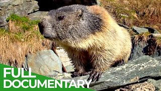 Marmots The Inhabitants of the Alps  Free Documentary Nature [upl. by Godber610]