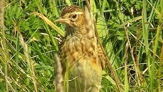 Skylark at Godrevy with Skylarks Above Singing Their Bird Beautiful Song  Alauda Arvensis [upl. by Lenno]