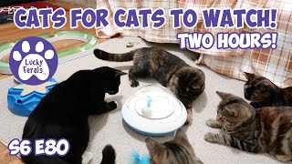 Cats For Cats To Watch  TWO HOURS  Cat Videos  Cats Playing  Entertainment For Cats  S6 E80 [upl. by Zeb]