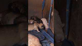 Newborn Puppies Competing for Mother Dog Milk Heartwarming 💖 puppykisses puppylove cutedog [upl. by Derrek]