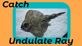 How To Catch Undulate Ray Shore Fishing UK and Europe  Sea Fishing Tutorial [upl. by Hanafee17]