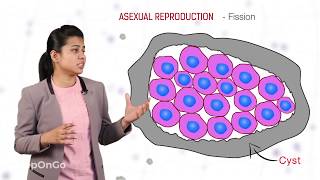 How do Organisms Reproduce  3  Types of Asexual reproduction  Fission  CBSE Class 10 [upl. by Ydnec]