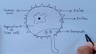 How To Draw Pollen Grain amp Pollen Tube Diagram  Diagram of Pollen germination amp pollen tube growth [upl. by Alim]