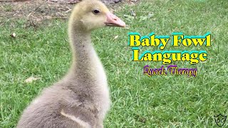 Baby Fowl Language  ASMR Nature Sounds Of Goslings Quack Therapy [upl. by Can260]