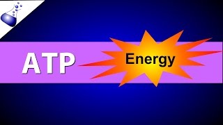 ATP Adenosine Triphosphate [upl. by Nylassej]