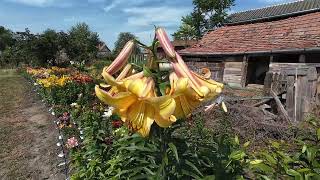 Late Asiatics Trumpets Longiflorums LO Aurelians early OTs Orientals  Lily collection part 7 [upl. by Crockett949]