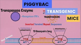 The PiggyBAC Transposon Generating Transgenic Mice with Consistent Expression [upl. by Asserak451]