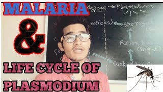 Malaria and life cycle of plasmodium simplified for NEET and AIIMS [upl. by Askwith]