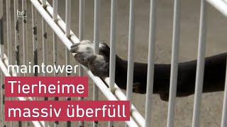 Tierheime wegen Überfüllung geschlossen  maintower [upl. by Buckingham697]