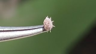 How to spot and treat root Mealybug on cactus [upl. by Brady670]