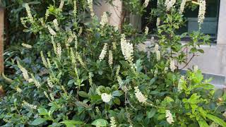 Clethra alnifolia  Summer Sweet Clethra [upl. by Mcknight]