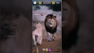 koi jaye to le aayeshortvideo lovedance trending animals lion [upl. by Nyvets]