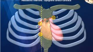 Anatomia Mediastino [upl. by Enelrac608]