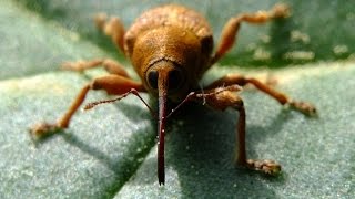 Curculio venosus  Rüsselkäfer  Weevil [upl. by Annairol]