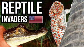 5 Invasive Reptiles That Are Causing Problems In Florida [upl. by Callean236]