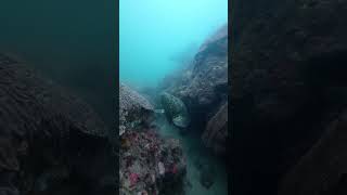 I SAW A HUGE GOLIATH GROUPER in Taganga Colombia ON TODAY’s dive grouper grouperfish scuba [upl. by Fionna]