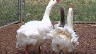 2 Geese Breeding at Saynora Farms [upl. by Atkins]