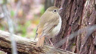 Hermit Thrush [upl. by Seravaj668]