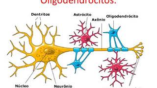 Tecido Nervoso parte 04 microgliócitos oligidendrócitos e células de schwann2 [upl. by Lepine961]