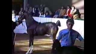 1987 Royal Winter Fair Hackney Pony Stallions [upl. by Adigirb]