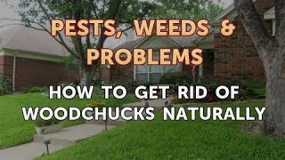 How to Get Rid of Woodchucks Naturally [upl. by Adnalram]