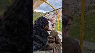 Bernese Mountain Dog on holidays meets some working dogs shorts [upl. by Orthman972]