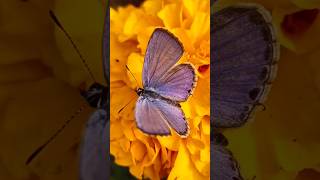 Beautiful Butterflies🦋in nature Most Beautiful ButterfliesOn Planet Earthyoutubeshorts [upl. by Arreis]