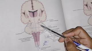 Other ascending tracts part 1 Spinocerebellar tracts  spino tectal pathway  neuroanatomy [upl. by Ewolram]